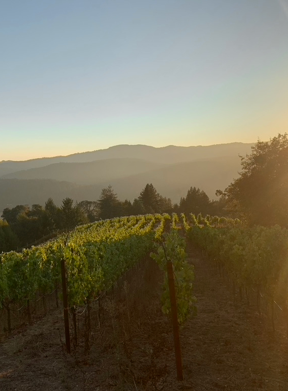 Golden Fleece Vineyard