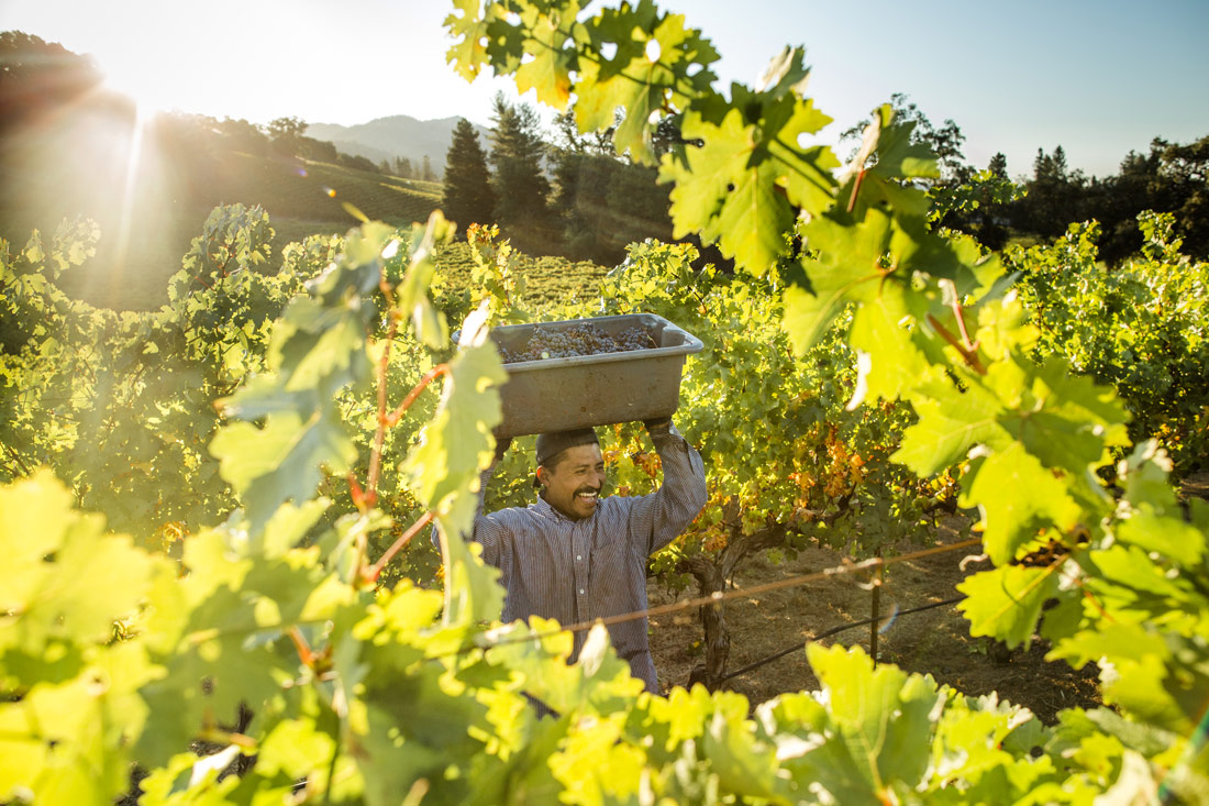 picking grapes