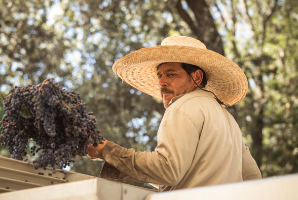 shoveling grapes